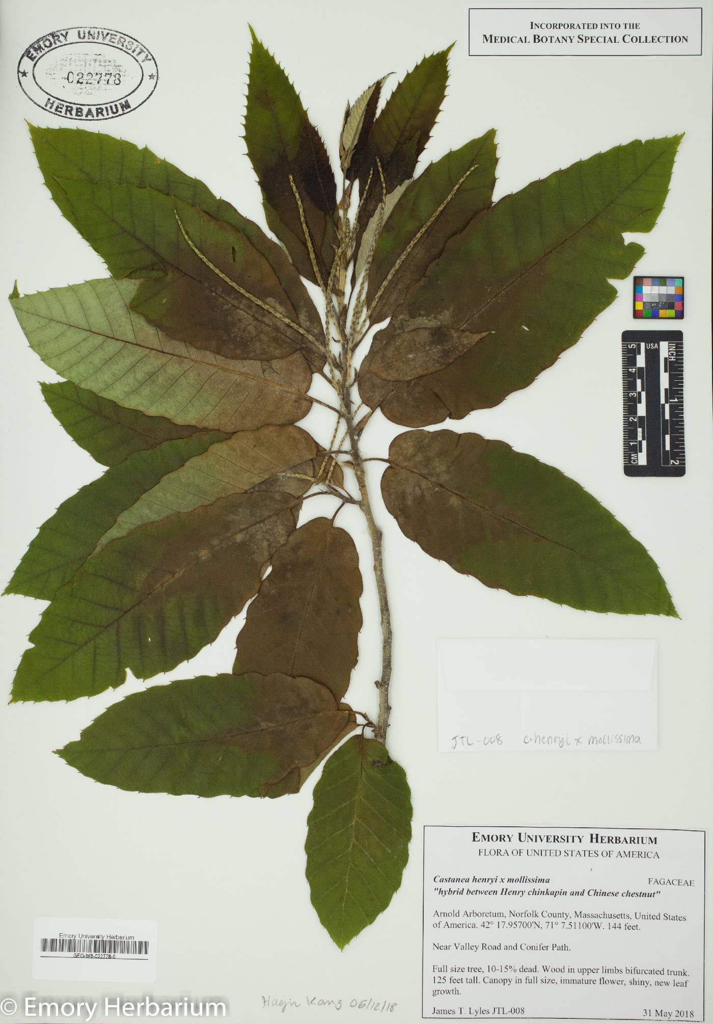 Castanea henryi image