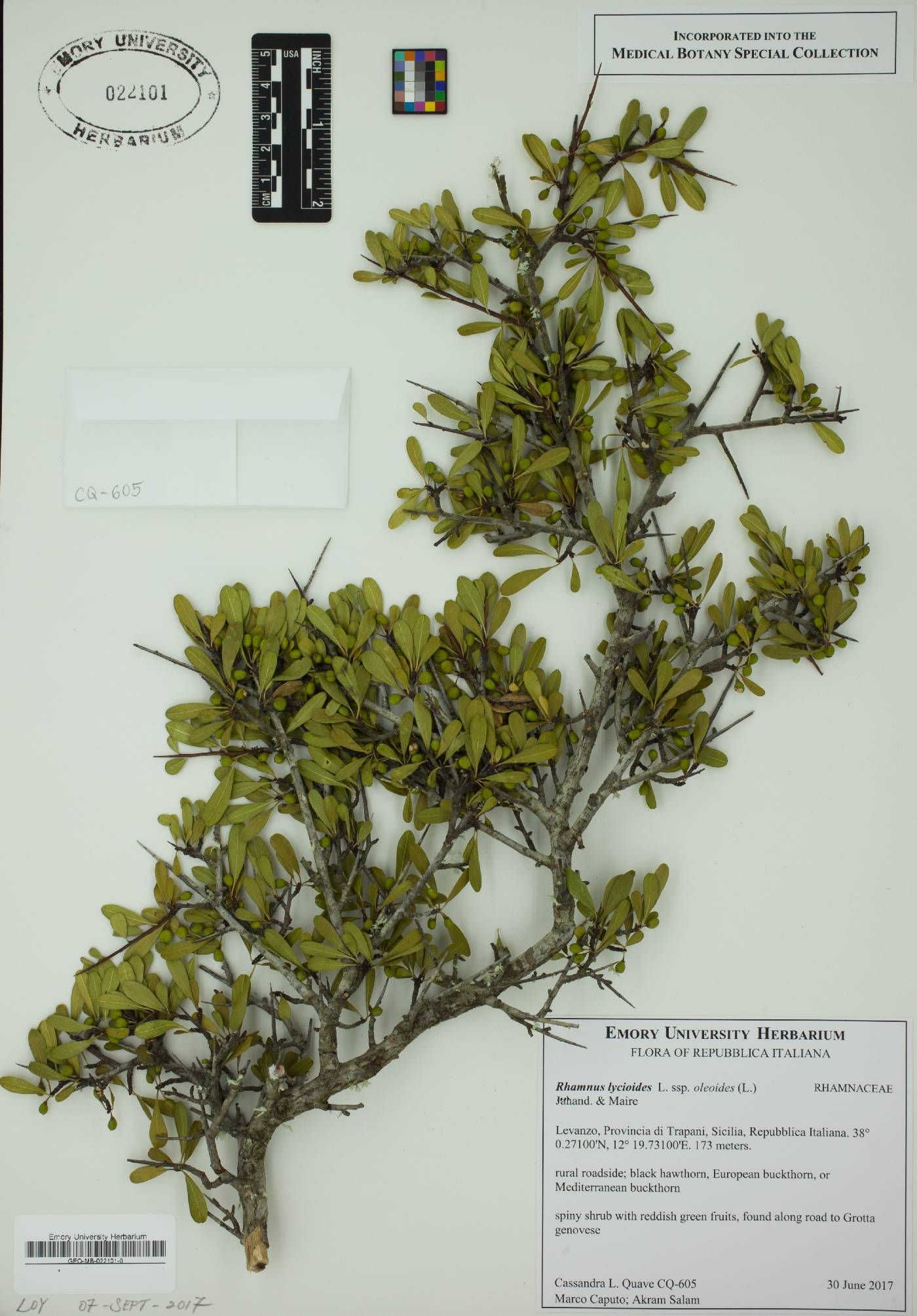 Rhamnus lycioides image