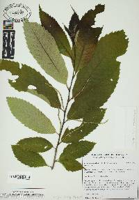 Castanea pumila var. ozarkensis image