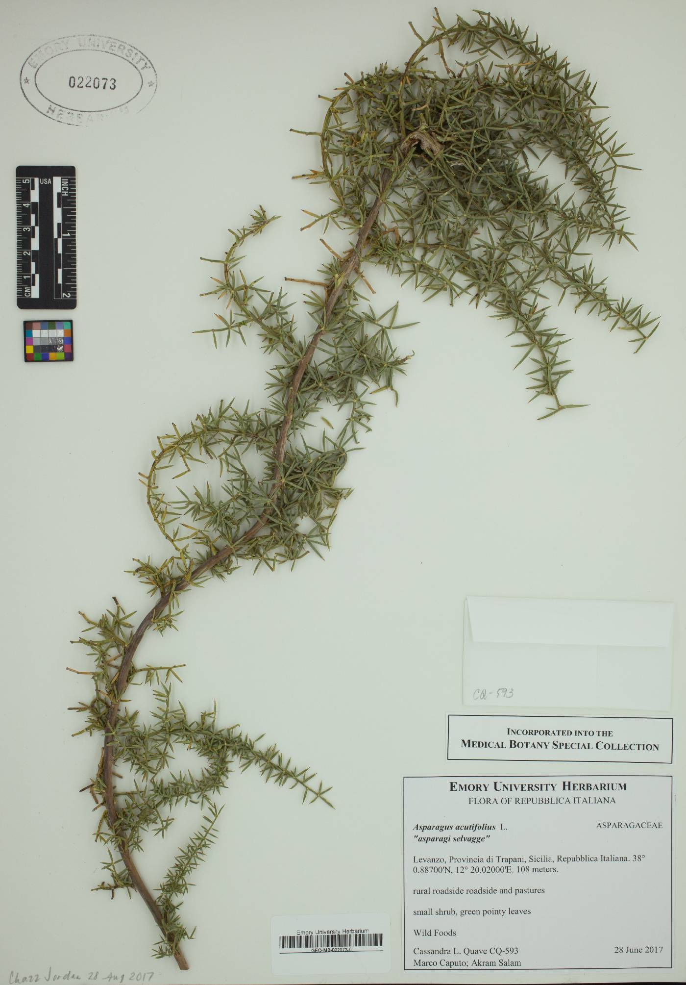 Asparagus acutifolius image