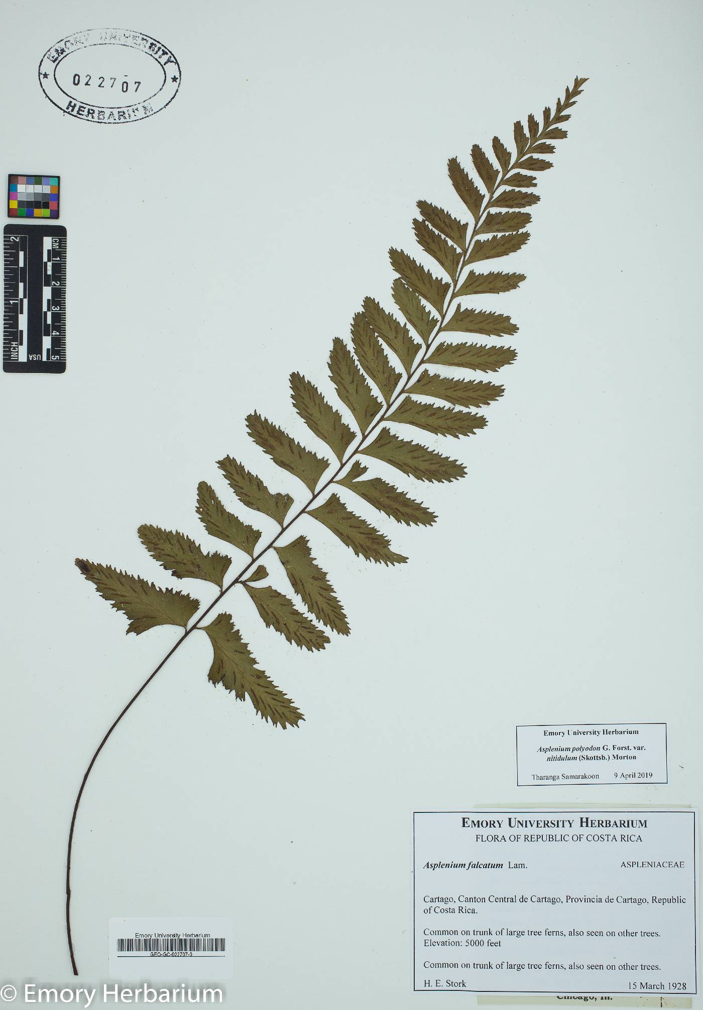 Asplenium polyodon var. nitidulum image