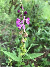 Polygala grandiflora image