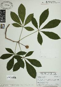 Aesculus parviflora image