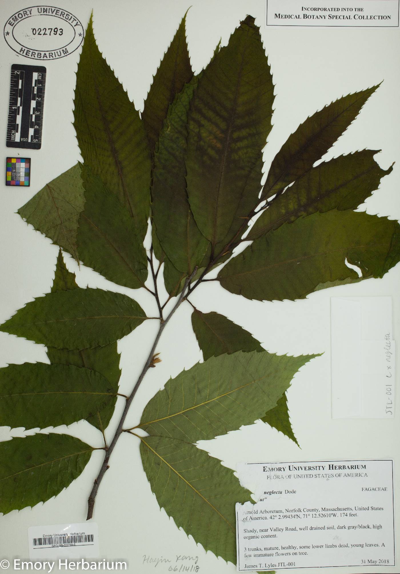 Castanea neglecta image