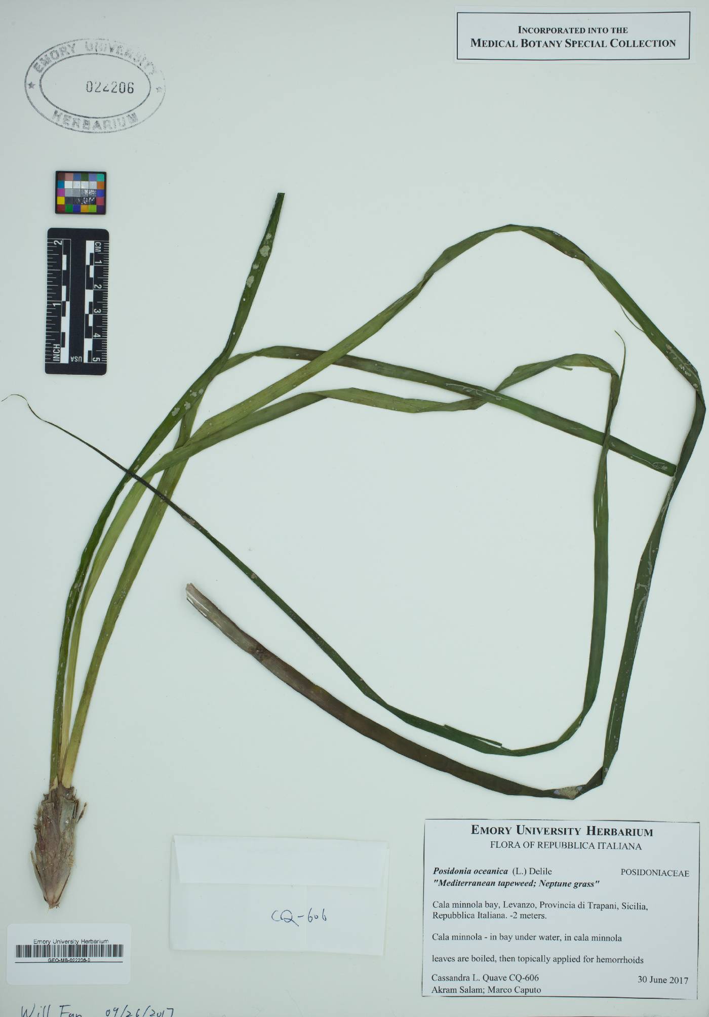 Posidoniaceae image