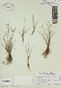 Fimbristylis dichotoma image