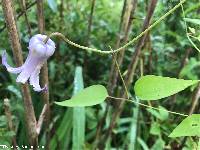 Clematis crispa image