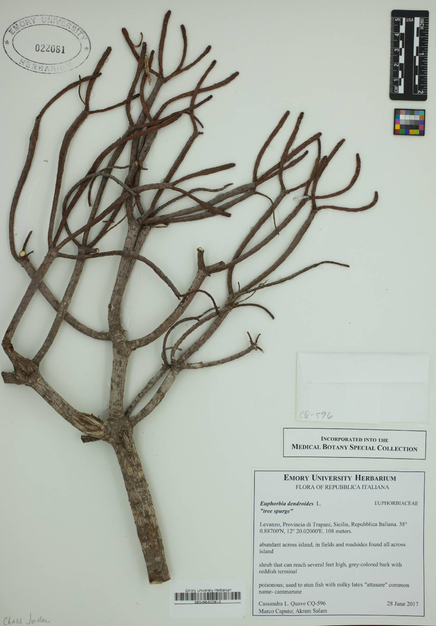Euphorbia dendroides image