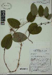 Smilax pumila image