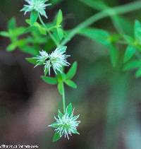 Pycnanthemum flexuosum image