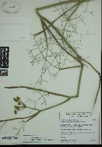 Foeniculum vulgare subsp. vulgare image