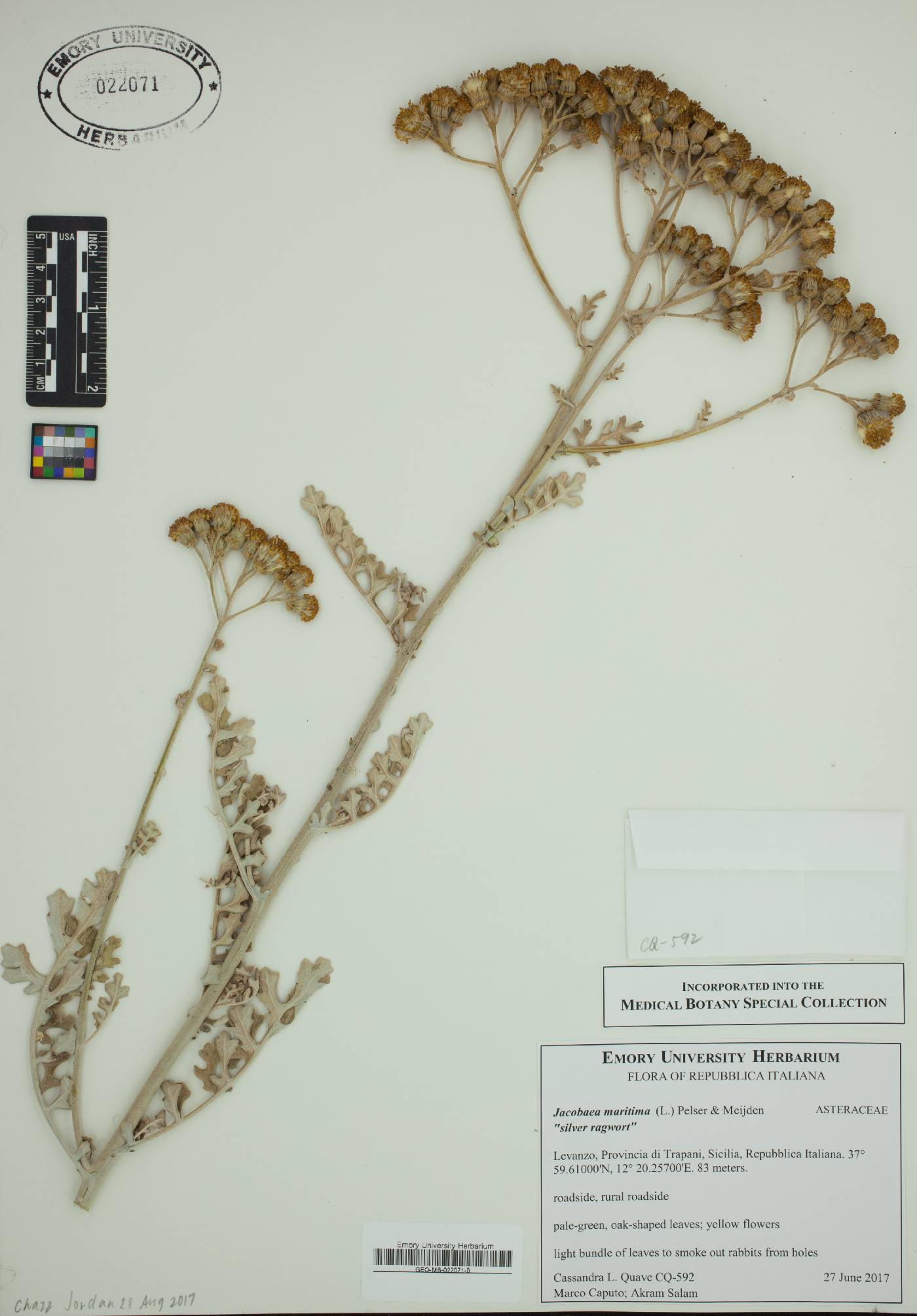 Jacobaea maritima image