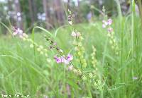 Polygala grandiflora image