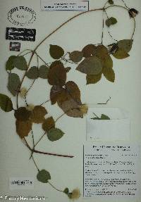 Smilax bona-nox image