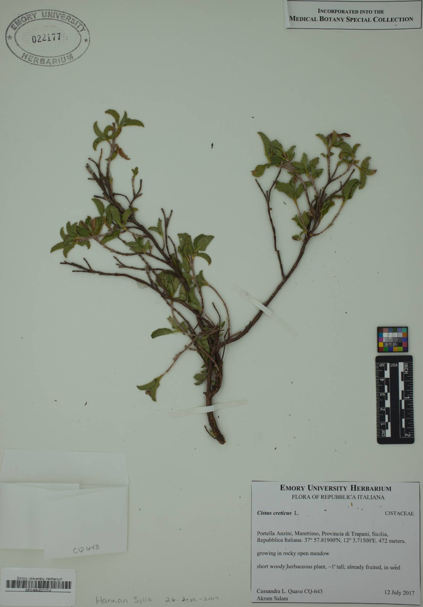 Cistus creticus image