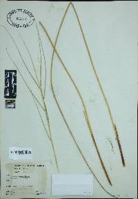 Juncus roemerianus image