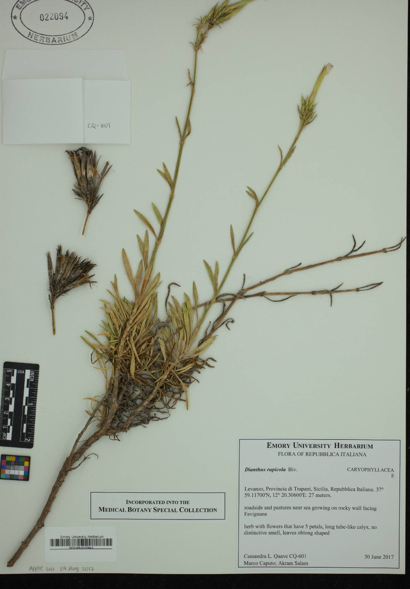 Dianthus rupicola image