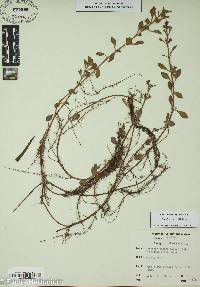 Ludwigia repens image