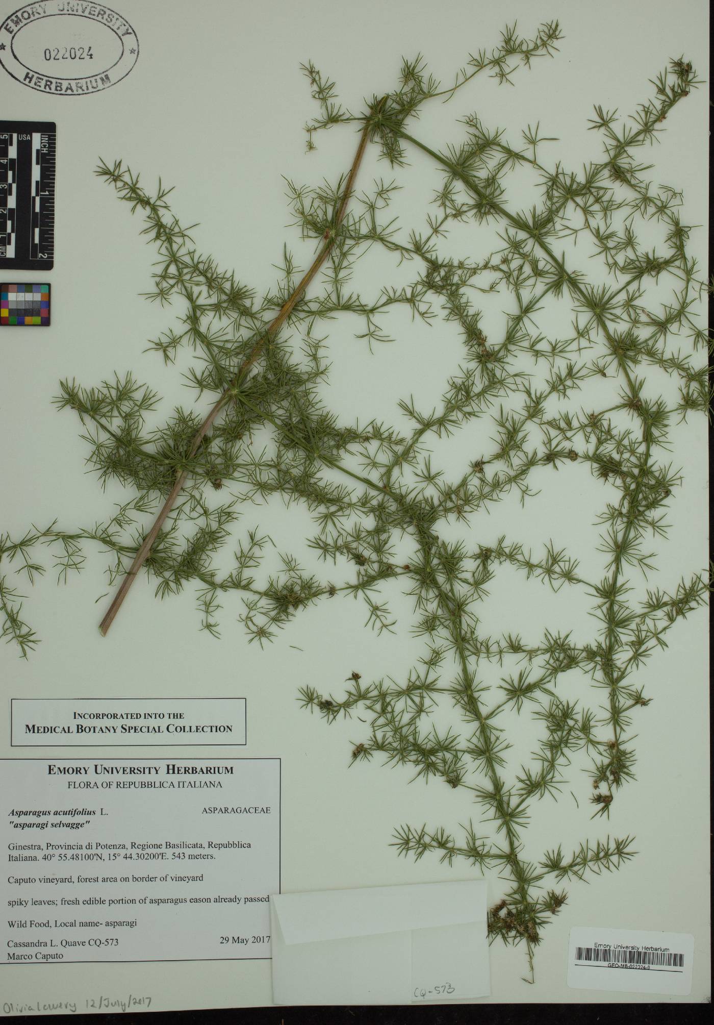 Asparagus acutifolius image
