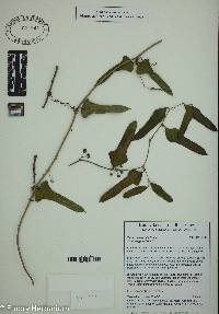 Smilax auriculata image