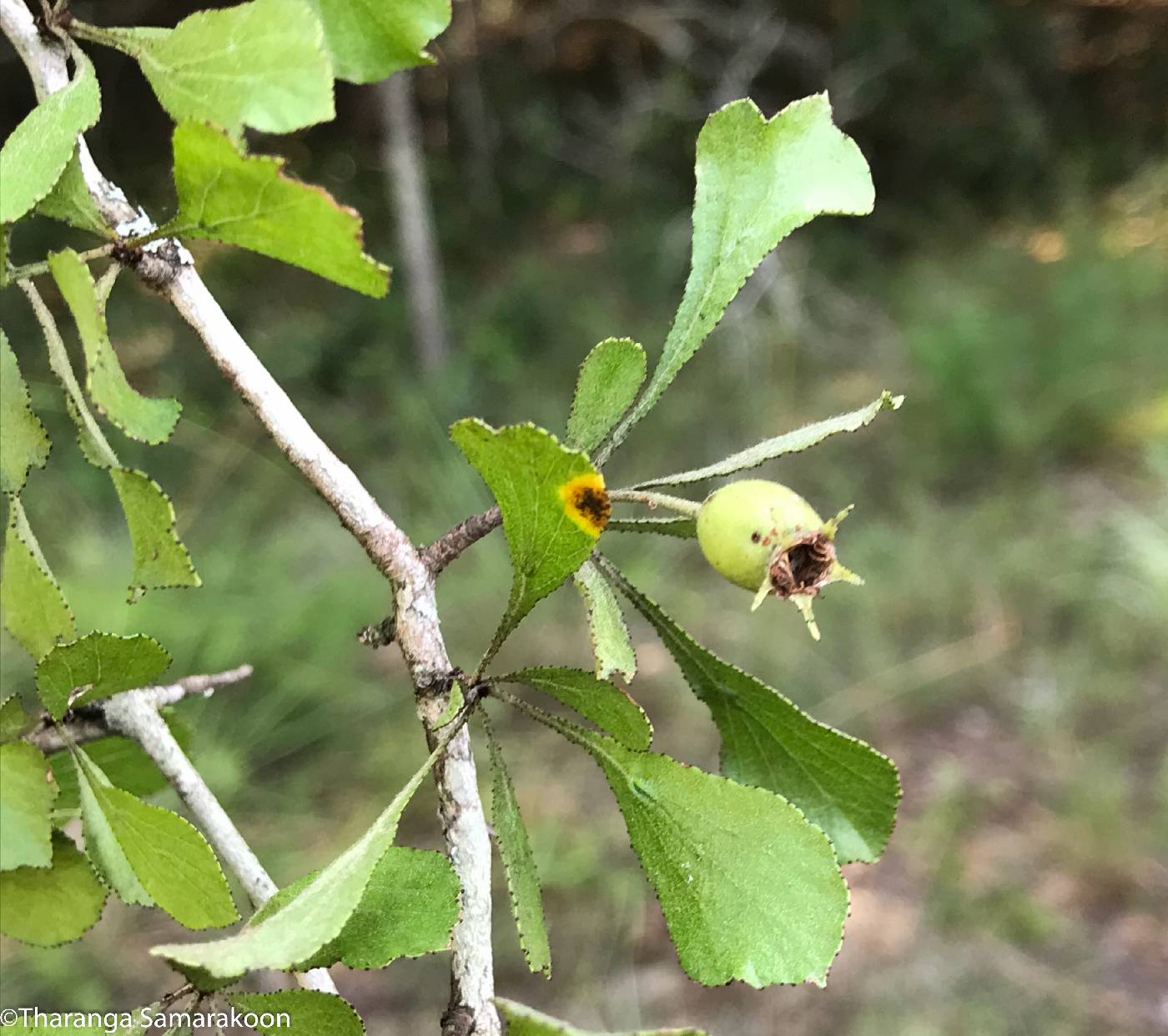 Crataegus flava image