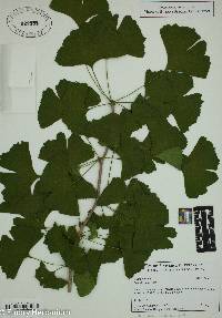 Ginkgo biloba image