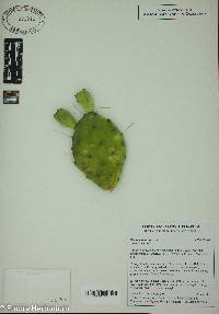 Opuntia humifusa image