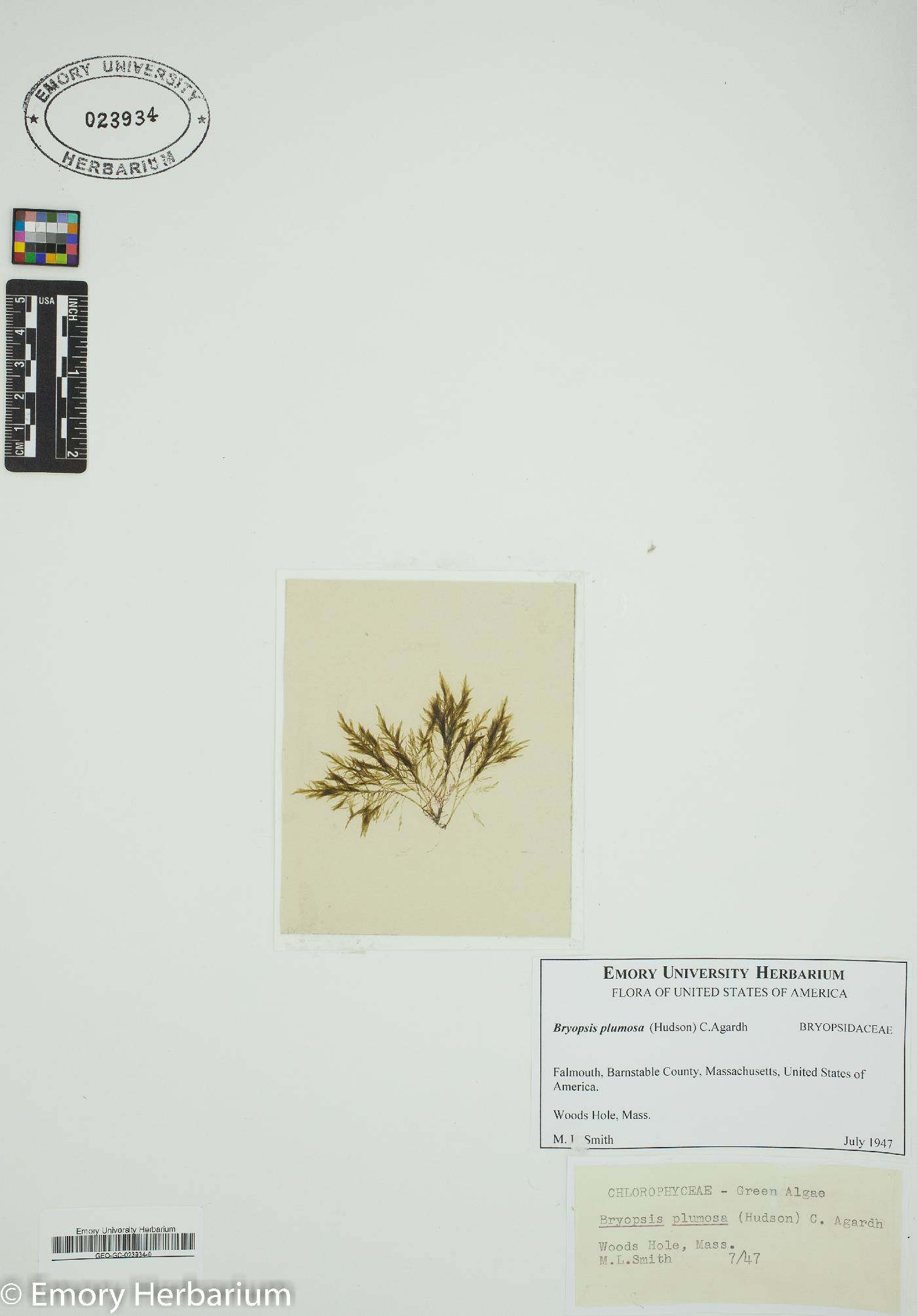 Bryopsidaceae image