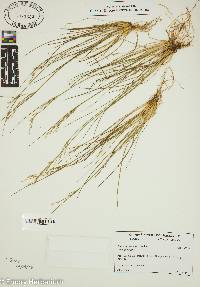 Juncus georgianus image