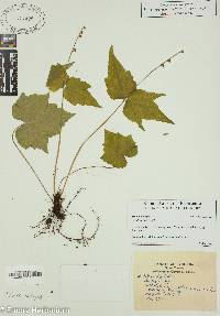 Mitella diphylla image