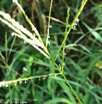 Digitaria cognata image