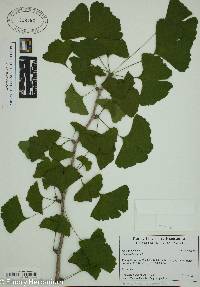 Ginkgo biloba image