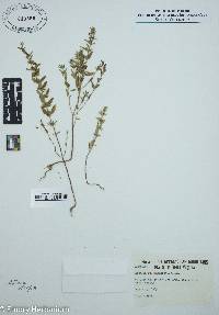 Hedeoma pulegioides image