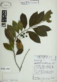 Prunus caroliniana image