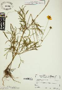 Coreopsis grandiflora image