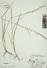 Bouteloua curtipendula var. curtipendula image