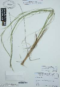 Aristida purpurascens var. virgata image