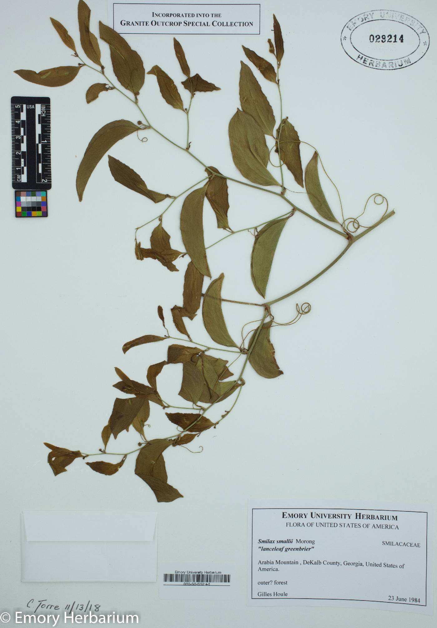 Smilax smallii image