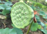 Nelumbo lutea image