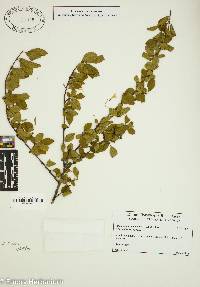 Amelanchier canadensis image