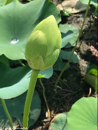 Nelumbo lutea image