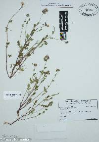 Phacelia maculata image