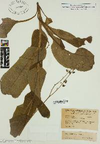 Cynoglossum virginianum image