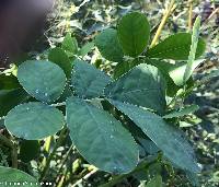 Senna obtusifolia image