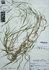 Kellochloa verrucosa image