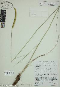 Ctenium aromaticum image