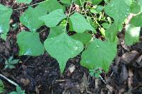 Erythrina herbacea image