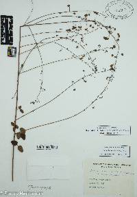 Desmodium marilandicum image