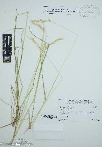 Danthonia epilis image