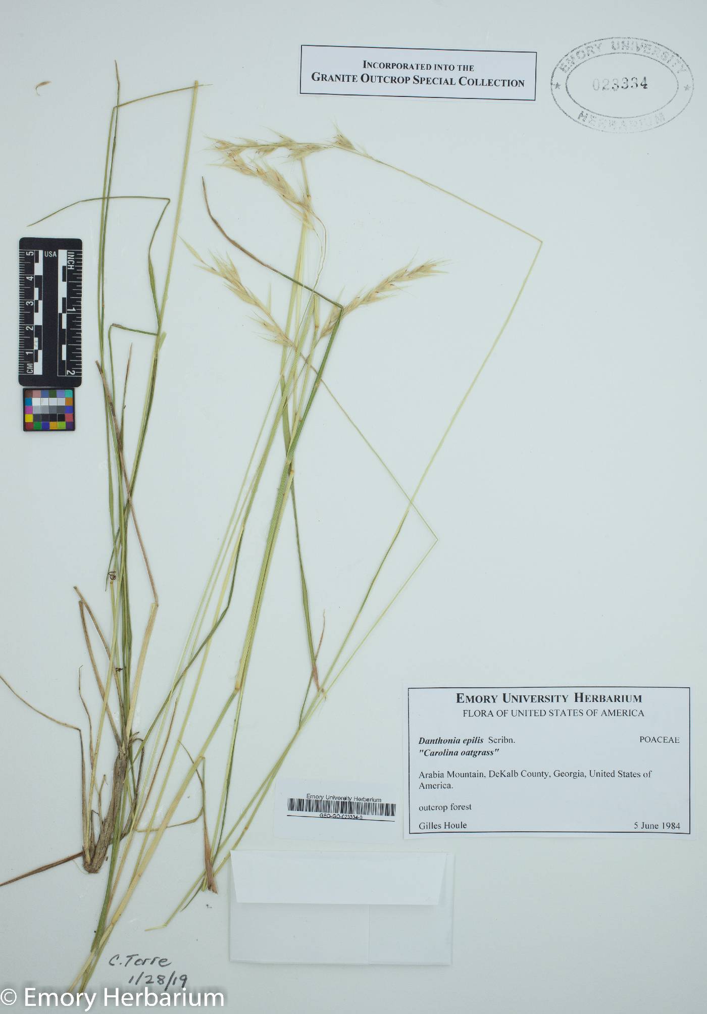 Danthonia epilis image